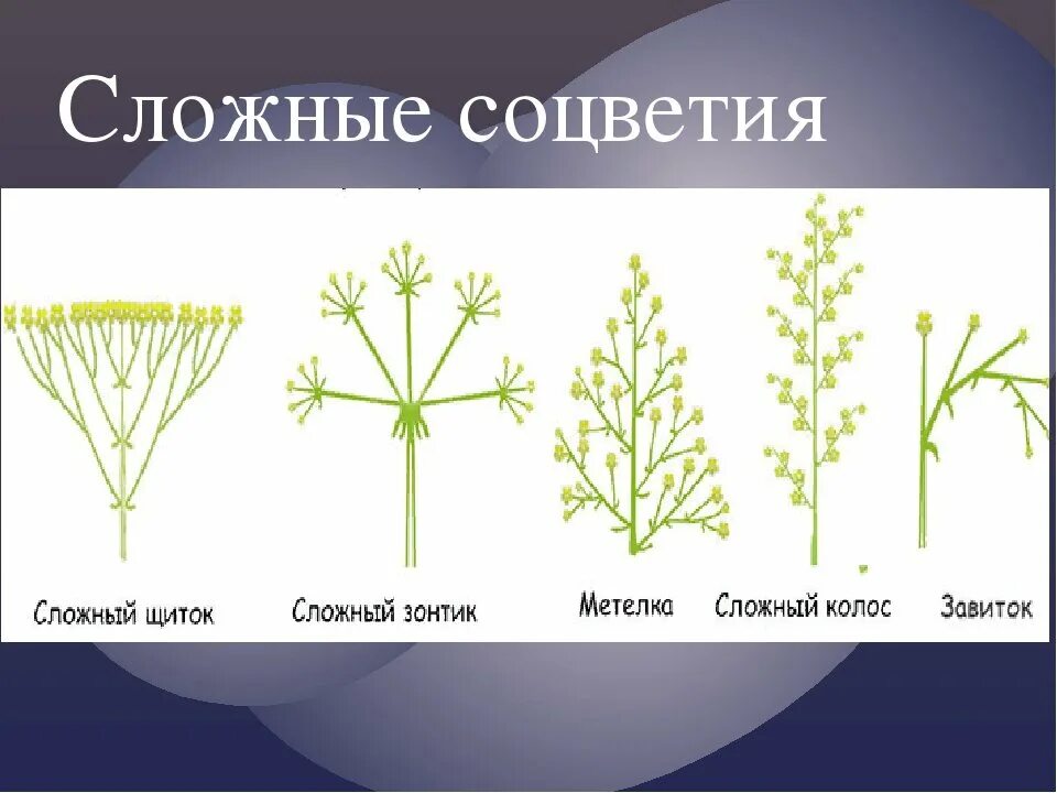 Зонтик початок. Щитковидная метелка соцветие. Растения с соцветием метелка. Кукуруза соцветие метелка. Сложные соцветия.