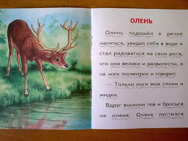 Предложение про оленя. Предложение про оленя для детей. Стихотворение про оленя для малышей. Сказка про оленя. Текст о олене