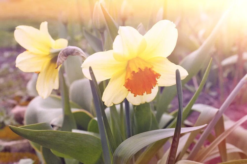 Цветочный символ уэльса. Уэльс – нарцисс (daffodil). желтый нарцисс уэльс. желтый нарцисс символ уэльса. национальный цветок уэльса.