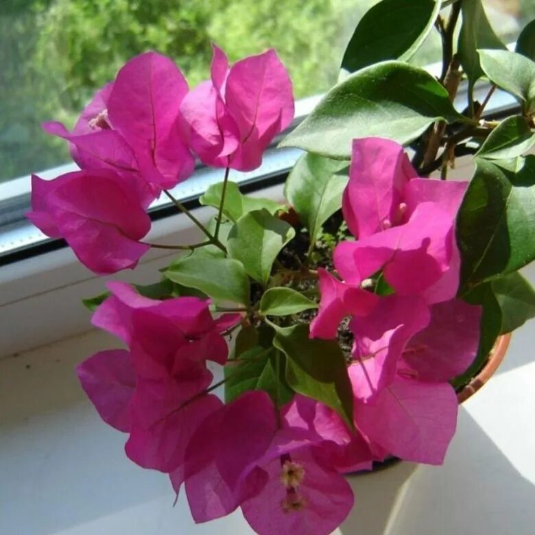 Бугенвиллия Pagoda Pink