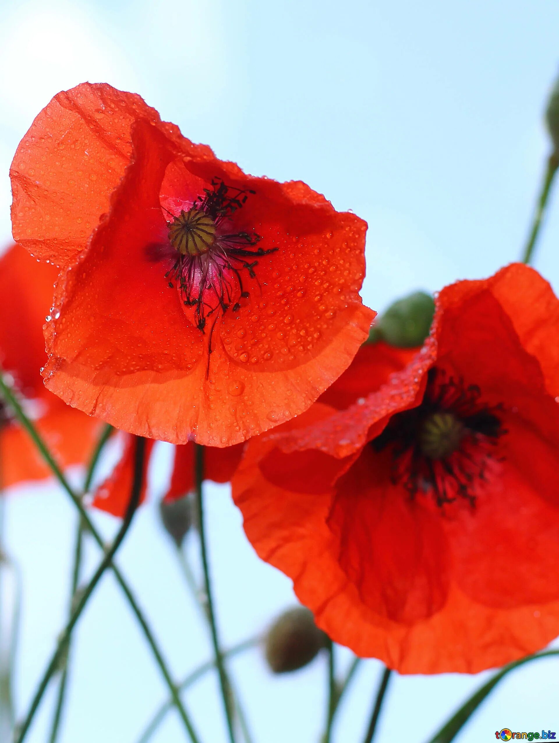 Как цветет мак. Poppy (мак). мак цветок. красный мак цветок. красивые маки.