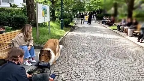 Японец стал собакой правда или