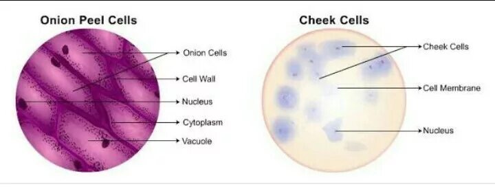 Mean cell. Cheek cell. innate lymphoid cells. onion nucleus diametr. onion nucleus size.