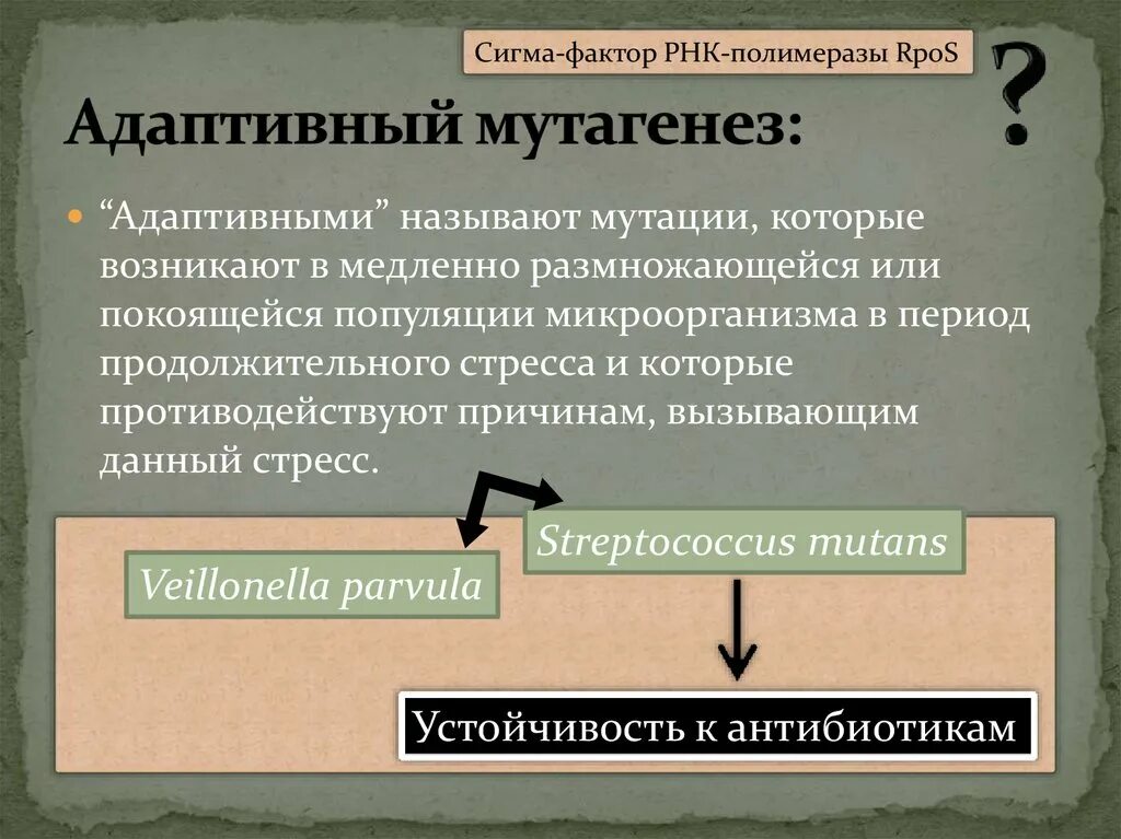 Адаптивный мутагенез. Сигма фактор РНК. Сигма фактор РНК полимеразы. Сигма фактор РНК полимеразы функции. Сигма фактор