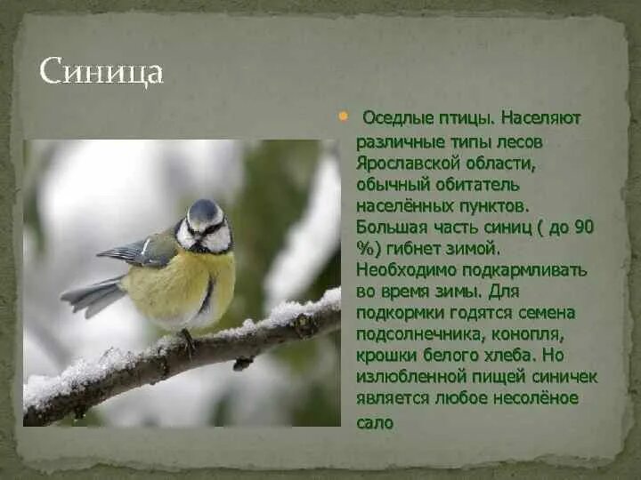 Какая птица является оседлой. Птицы Ярославской области. Оседлые птицы. Синица оседлая птица. Синица оседлая или кочующая.