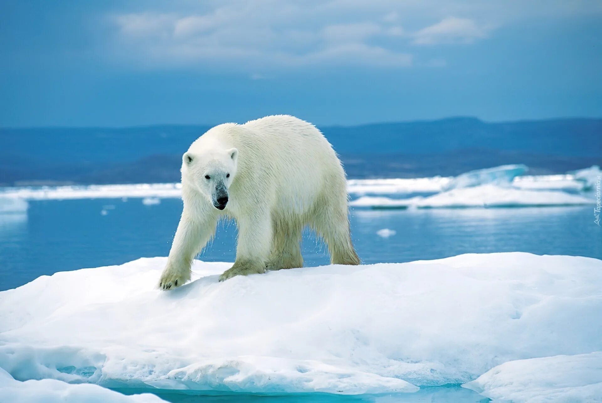 Белые медведи в Антарктиде. Белый медведь арктических пустынь. Животные Северного Ледовитого океана белый медведь. Северный Ледовитый океан Полярный медведь.