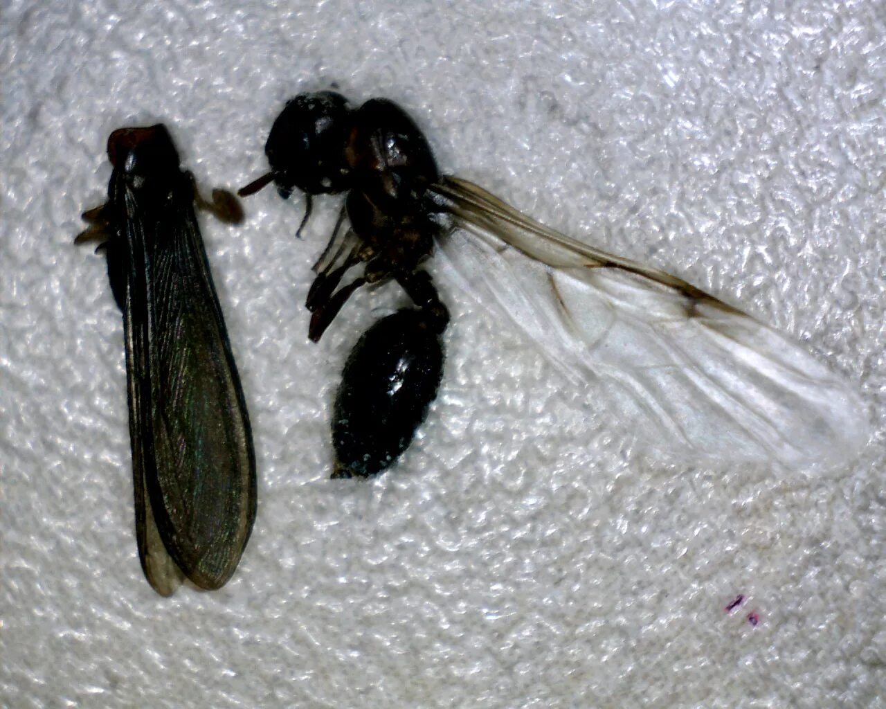 Черные насекомые. Летающие насекомые. Насекомые похожие на муравьев с крыльями. Летающие насекомые в доме.