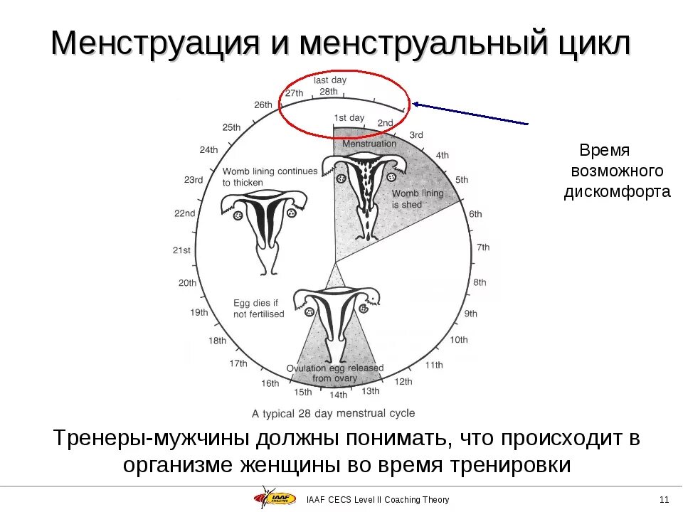 Остановиться цикл