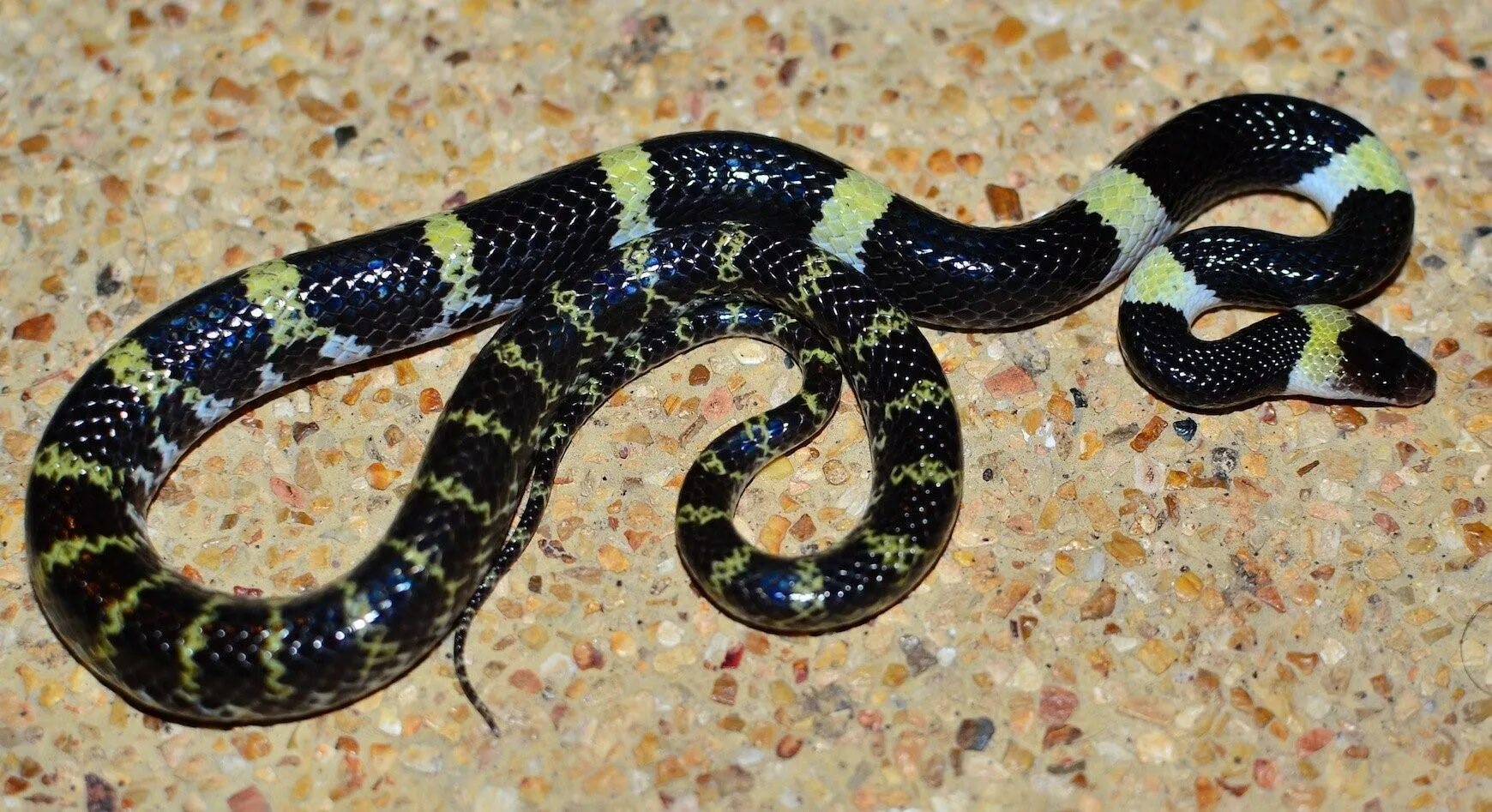 Змеи с полосками на спине. Красноголовый Крайт. Lycodon Laoensis. Красноголовый Крайт змея. Краснобрюхий полоз.