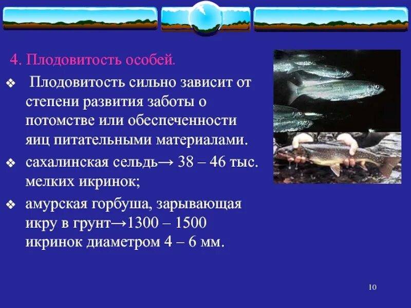 Плодовитость животных. От чего зависит плодовитость животных. Плодовитость примеры животных. Плодовитость это в биологии.