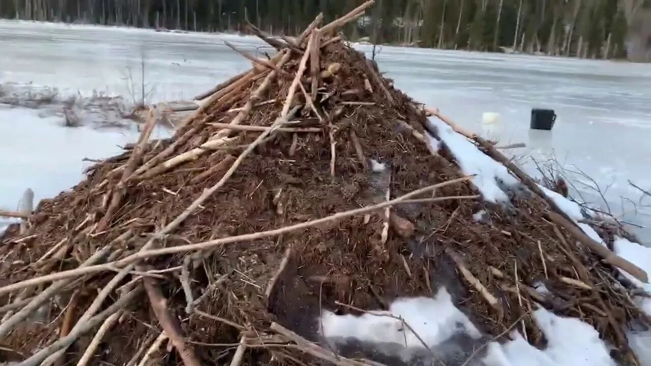 Наблюдение за кормовым поведением бобра. Бобр хатка зима. Хатки Бобров зимой. Бобр хатка зимой. Хатка ондатры.