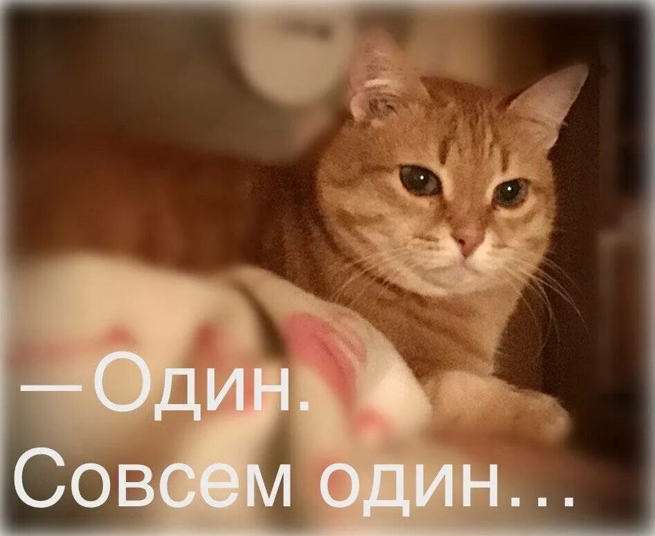 Оставить кошку одну на неделю можно. На какой срок можно оставить кошку одну дома. на сколько можно оставлять кошку одну дома. оставить кошку на 3 дня дома одну можно ли. можно ли одних оставлять оставлять кошек дома лысаю.