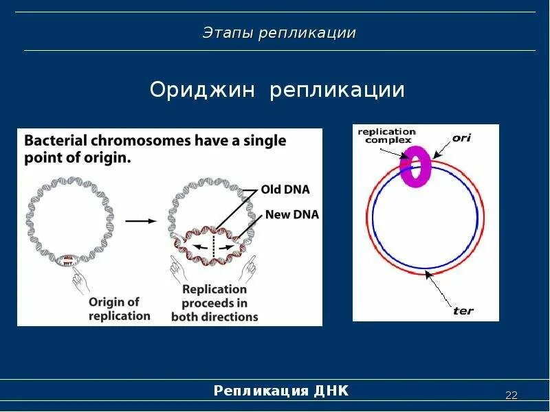 Центр репликации. Ориджины репликации. стадии репликации. ориджин репликации. основные этапы репликации.