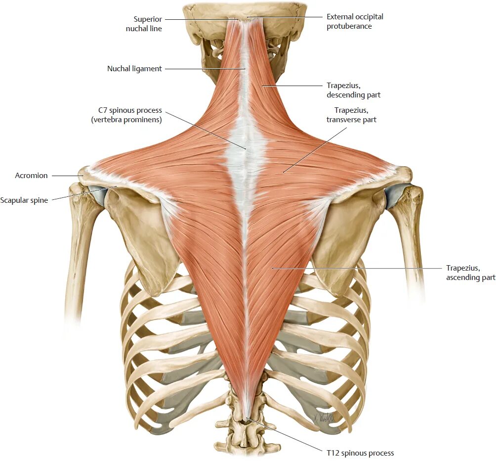 Верхняя трапециевидная. Трапециевидная мышца спины анатомия. Трапециевидная мышца шеи анатомия. Верхние пучки трапециевидной мышцы. Трапециевидная мышца и 7 шейный позвонок.