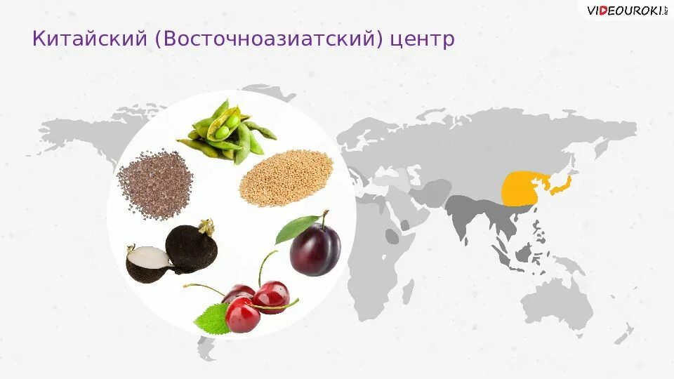 Восточноазиатский центр происхождения культурных. Восточно азиатский центр. Восточноазиатский центр растения. Восточноазиатский центр происхождения культурных растений.