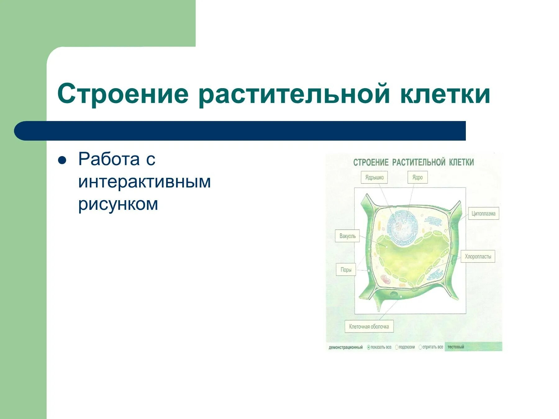 Строение растительной клетки 6 класс биология презентация. Клеточное строение растений 6 класс биология. Строение растительной клетки 6 класс презентация. Строение растительной клетки. Структура растительной клетки 6 класс