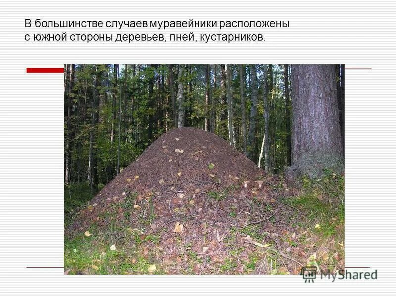 Муравейник с южной стороны. Ориентирование по смоле на дереве. С южной стороны муравейник более пологий. Ориентирование на местности по муравейнику. Муравьи строят.