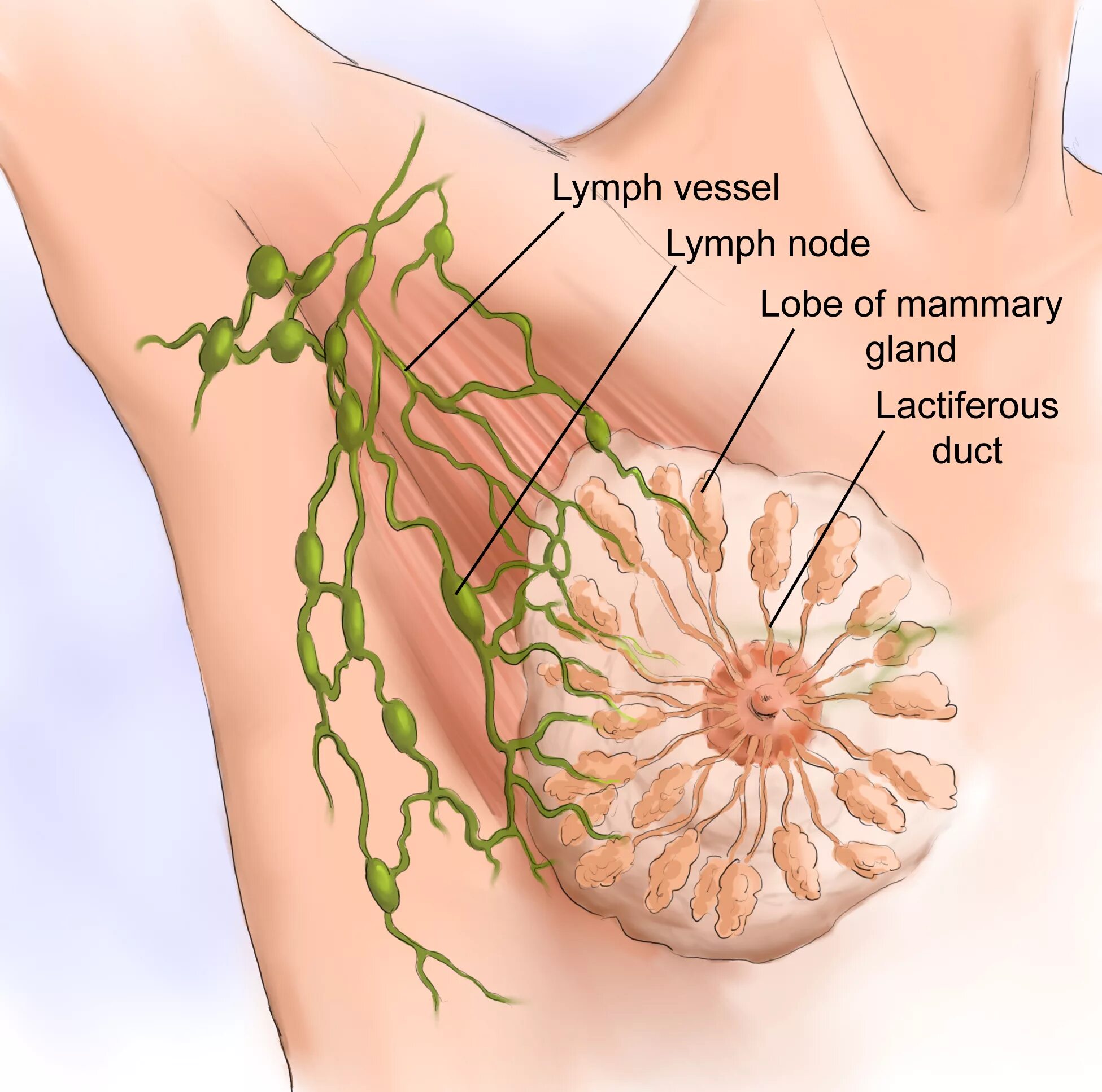 Лимфоузлы молочных желез норма. Воспаление лимфатические узлы грудные железы. Строение молочной железы лимфоузлы. Подмышечные лимфатические узлы. Лимфатические узлы под мышкой.
