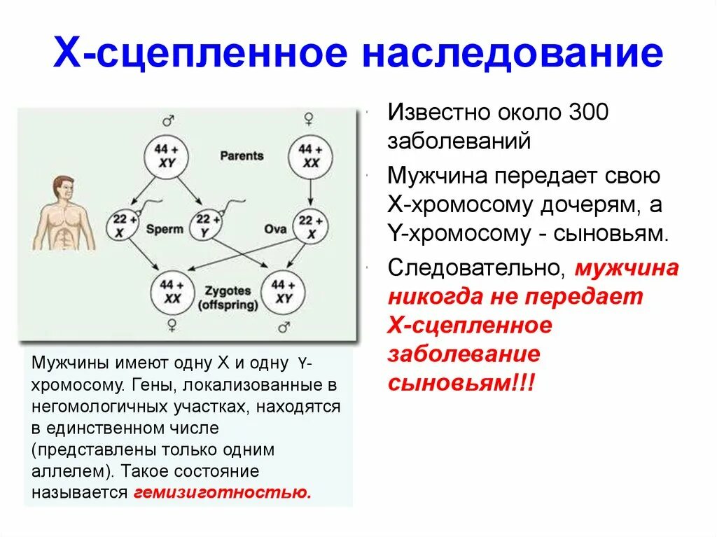 Что значит сцеплен с полом. Наследование сцепленное с полом. закономерности сцепленного наследования. признаки и заболевания сцепленные с х хромосомой. y сцепленный тип наследования примеры.