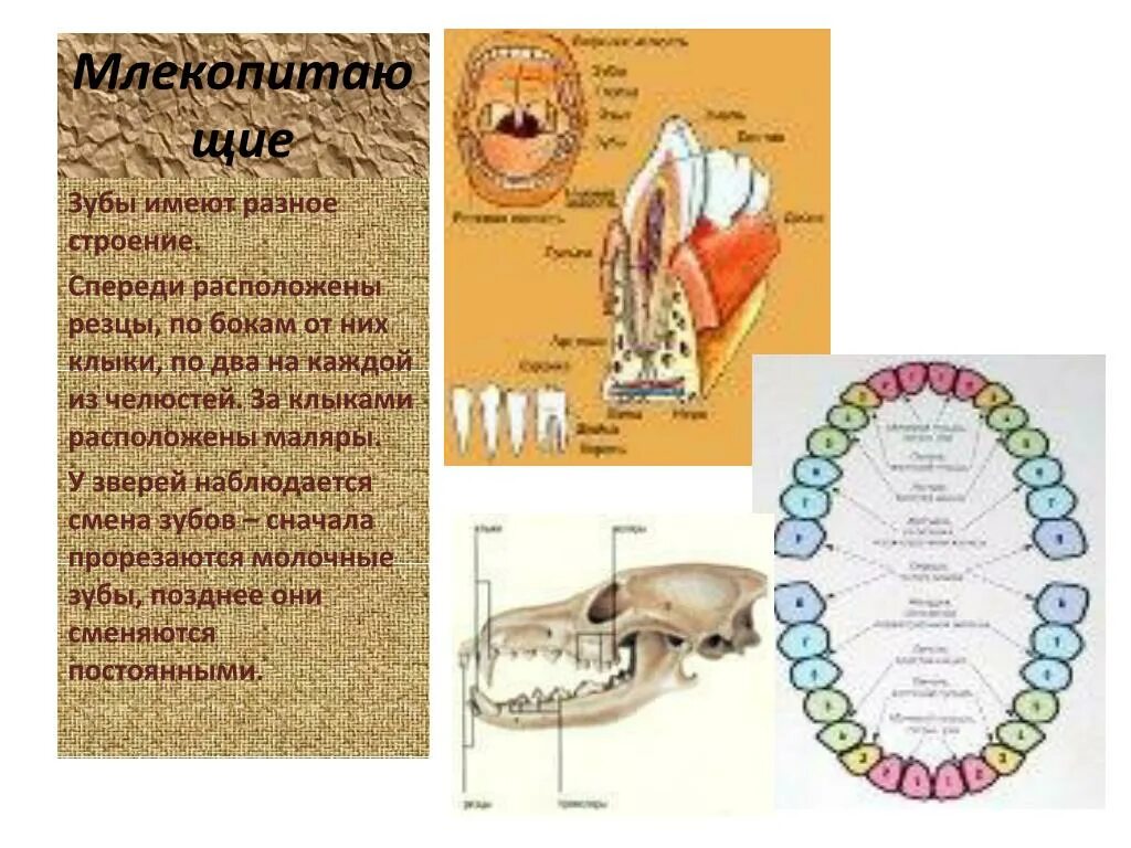 Схема зубов млекопитающих. Строение зуба формула зубов. Виды зубов у млекопитающих и их функции таблица. Расположение зубов млекопитающих. Появление челюстей у позвоночных