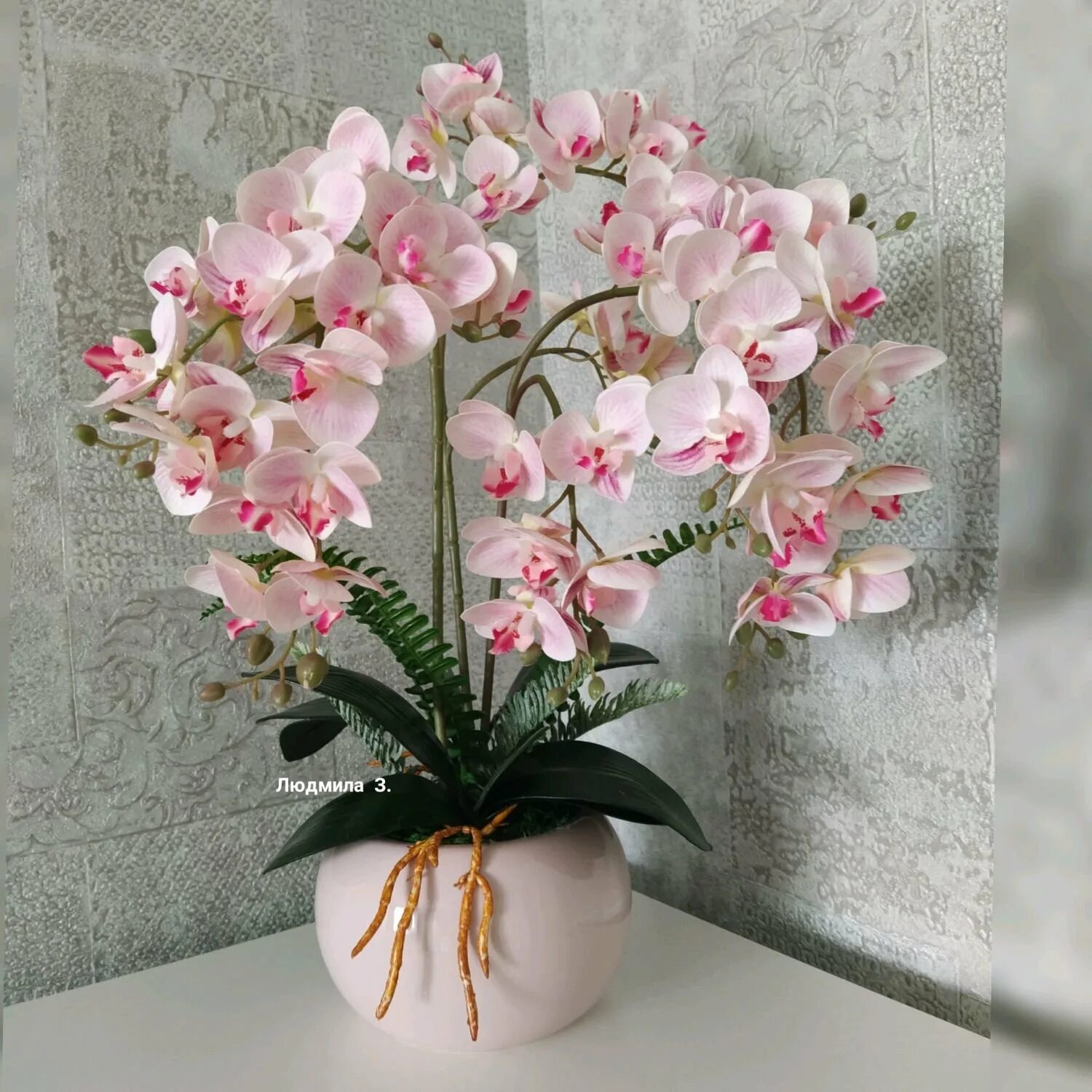 Где купить орхидею. Орхидея Phalaenopsis Джиллиан. Фаленопсис Шанелла. Фаленопсис Шанелла Орхидея.
