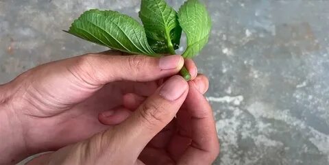 Укоренить гортензию черенками весной