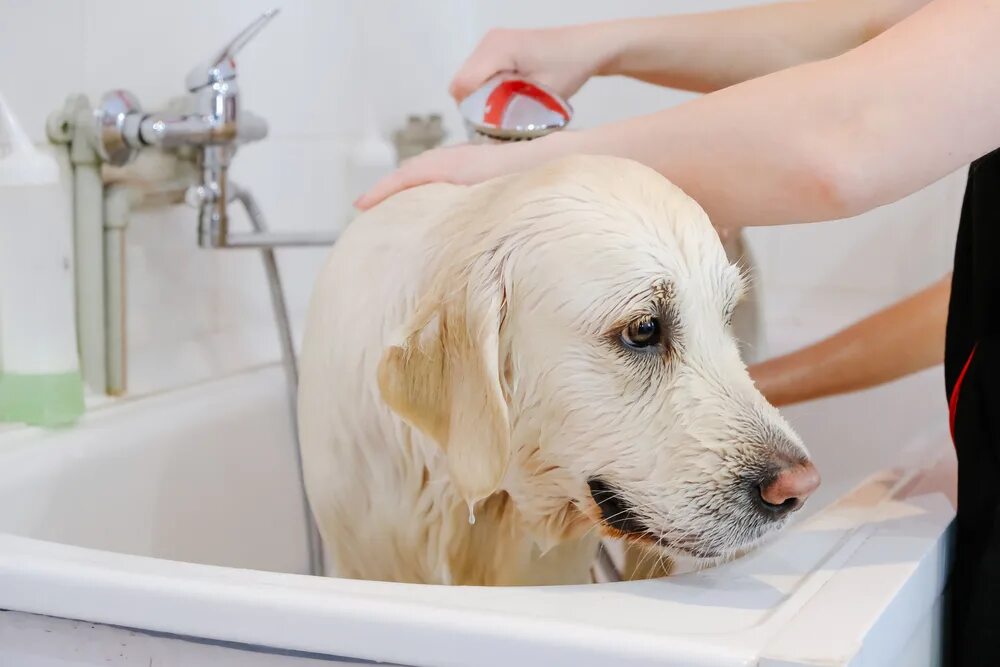 Сколько раз мыть собаку. Шампунь для мытья собак. Собака моется. Купание животных груминг. Искупать собаку.