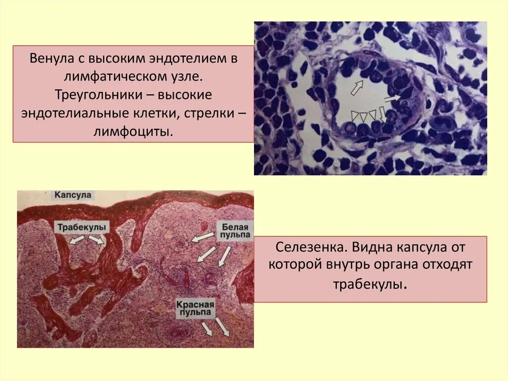 Венулы с высоким эндотелием. Посткапиллярные венулы с высоким эндотелием. Эндотелиальные клетки. Капилляры с высоким эндотелием.