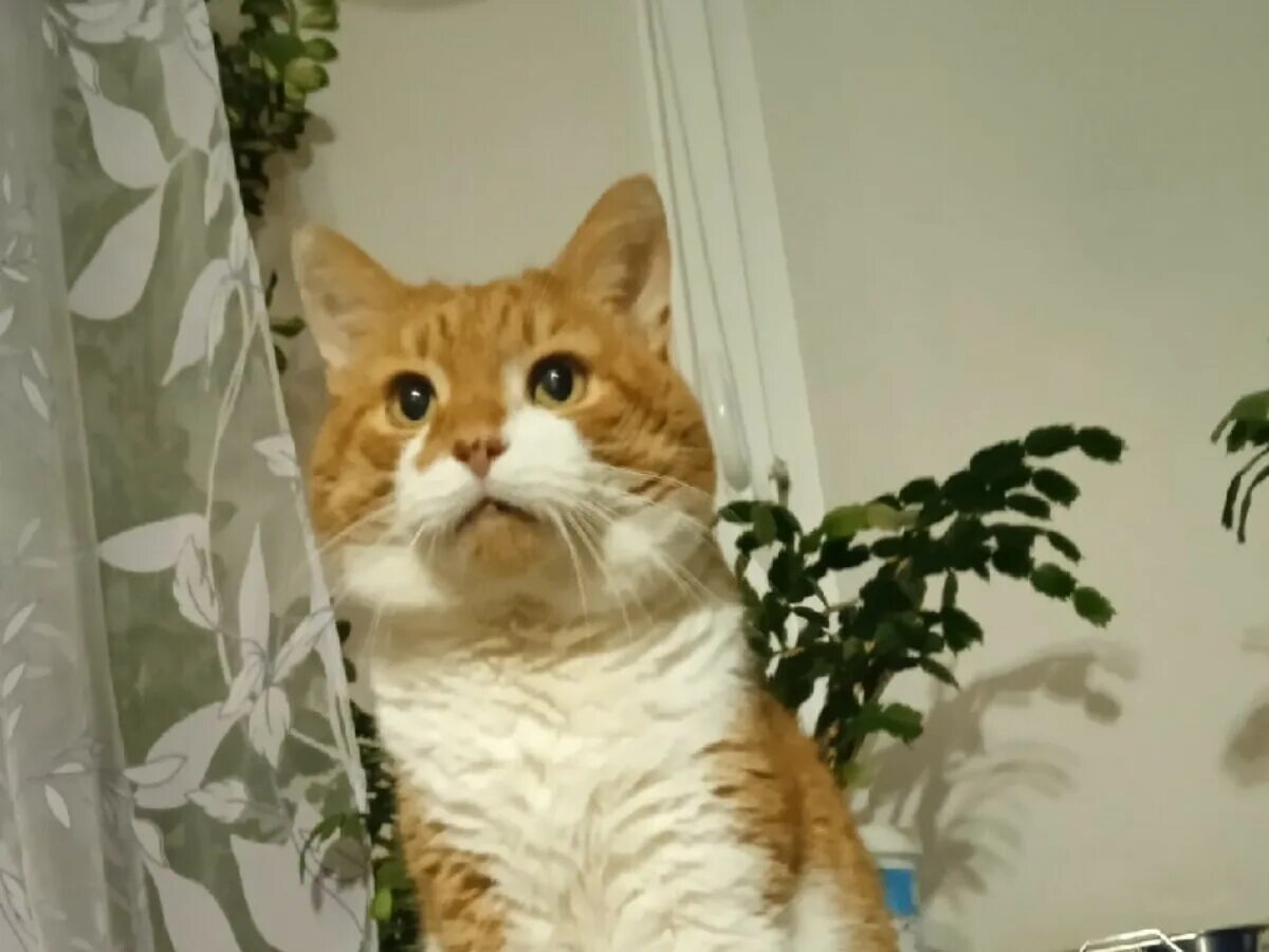 кот кузя северодвинск. кот кузя из северодвинска. последние новости о коте. кот кузя живодеры из северодвинска. кот кузя из северодвинска.