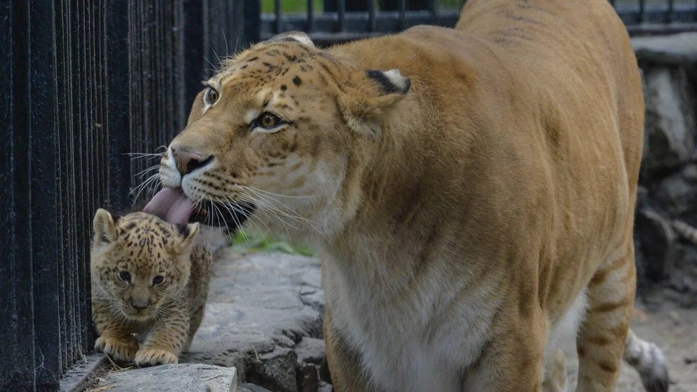 Liger uzbek tilida. Лигр Новосибирский зоопарк. Лигр Геркулес. Лигр Зевс. Лигр и тигролев.