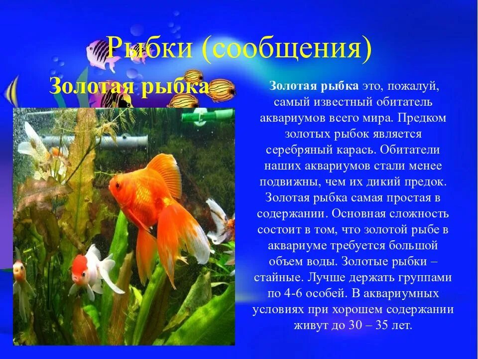 Информация о аквариумных рыбках. Проектная работа про аквариум. Проект про аквариумных рыбок. Аквариумные рыбки для детей. Стихотворение про рыбку.