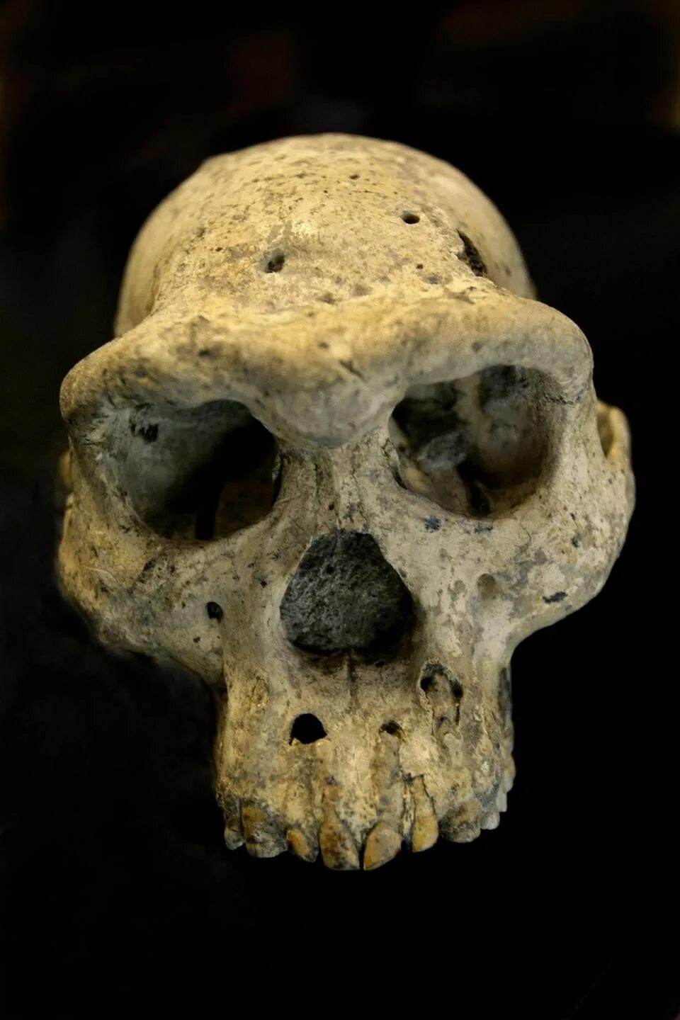 Дманиси череп древнего. Череп древнейшего человека. Древние люди с маленьким черепом.