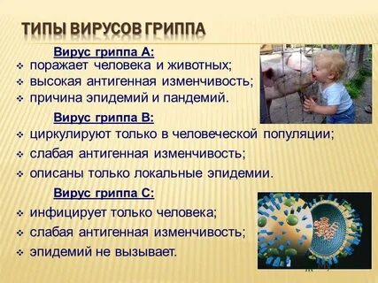 Описание вируса гриппа