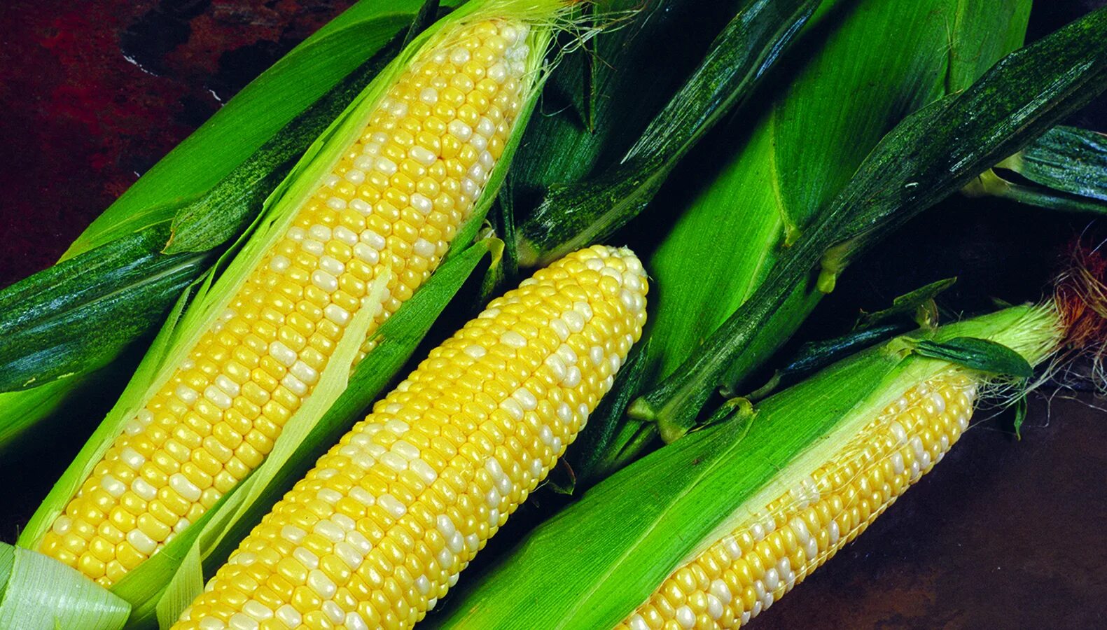 Mays corn. Sweet Corn. Zea Mays everta Sturt, сорт Caramel -. Corn f80. Corn f241.