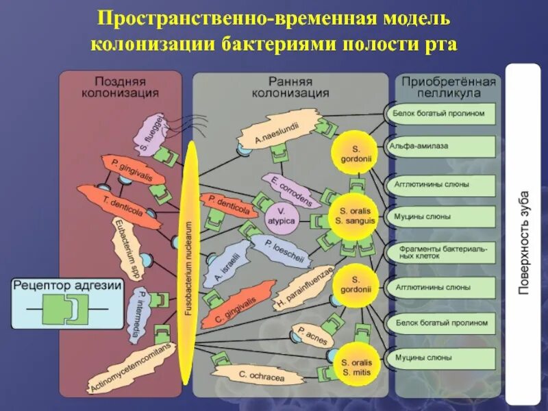 Пространственная или временная граница