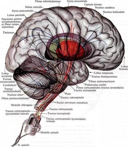 Проводящие системы головного мозга. Нисходящие пути спинного и головного мозга. Нисходящий путь головного мозга. Проводящие пути ствола мозга. Дорсальный путь головного мозга.