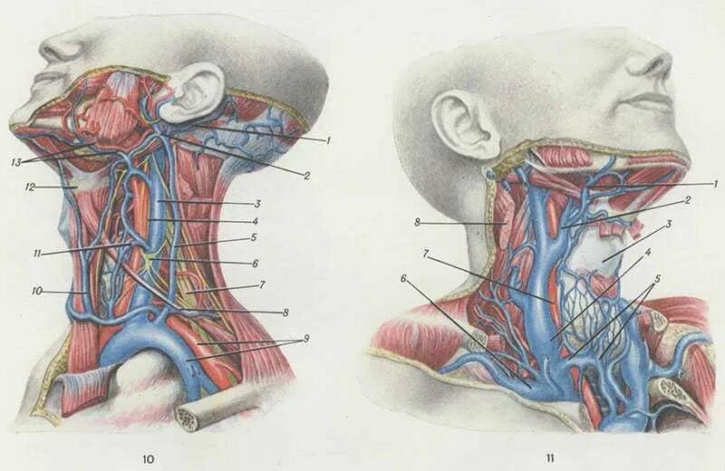 Сонная артерия слева. Внутренняя яремная Вена анатомия. Внутренняя яремная Вена топография. Наружная яремная артерия. Наружная яремная Вена анатомия топография.