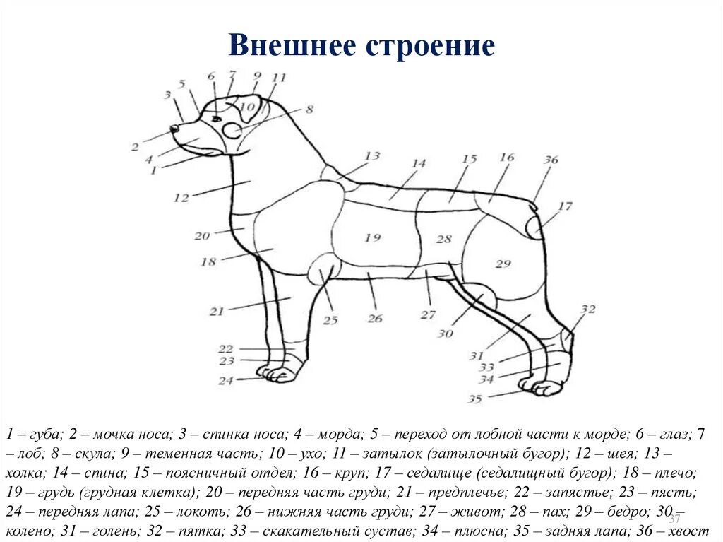 Особенности внешнего строения зверей