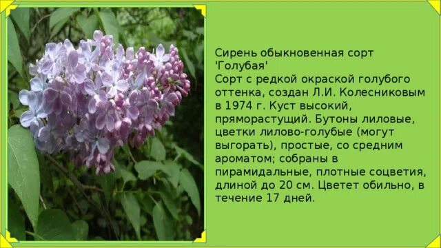 Информация о сирени. Сирень описание. Сирень описание растения. Сирень информация для детей. Сирень описание.