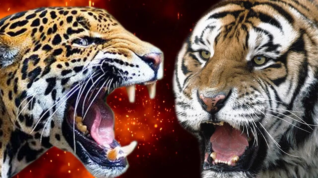Видео тигров видео видео тигров против. Лев, тигр, леопард Ягуар, пантера. Тигр или Ягуар. Ягуары львы тигры. Ягуар против тигра.