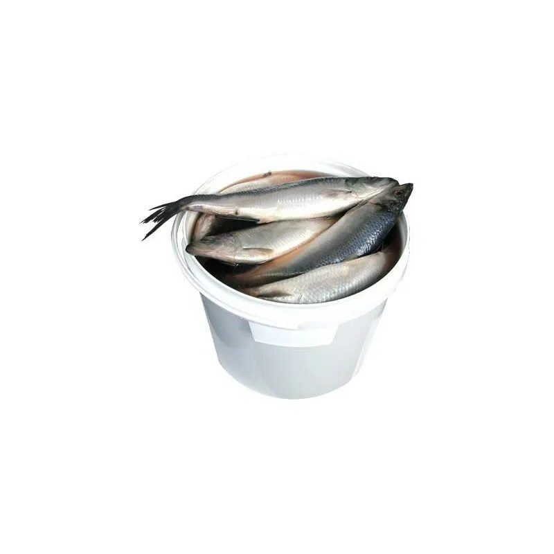 Ведро рыбы