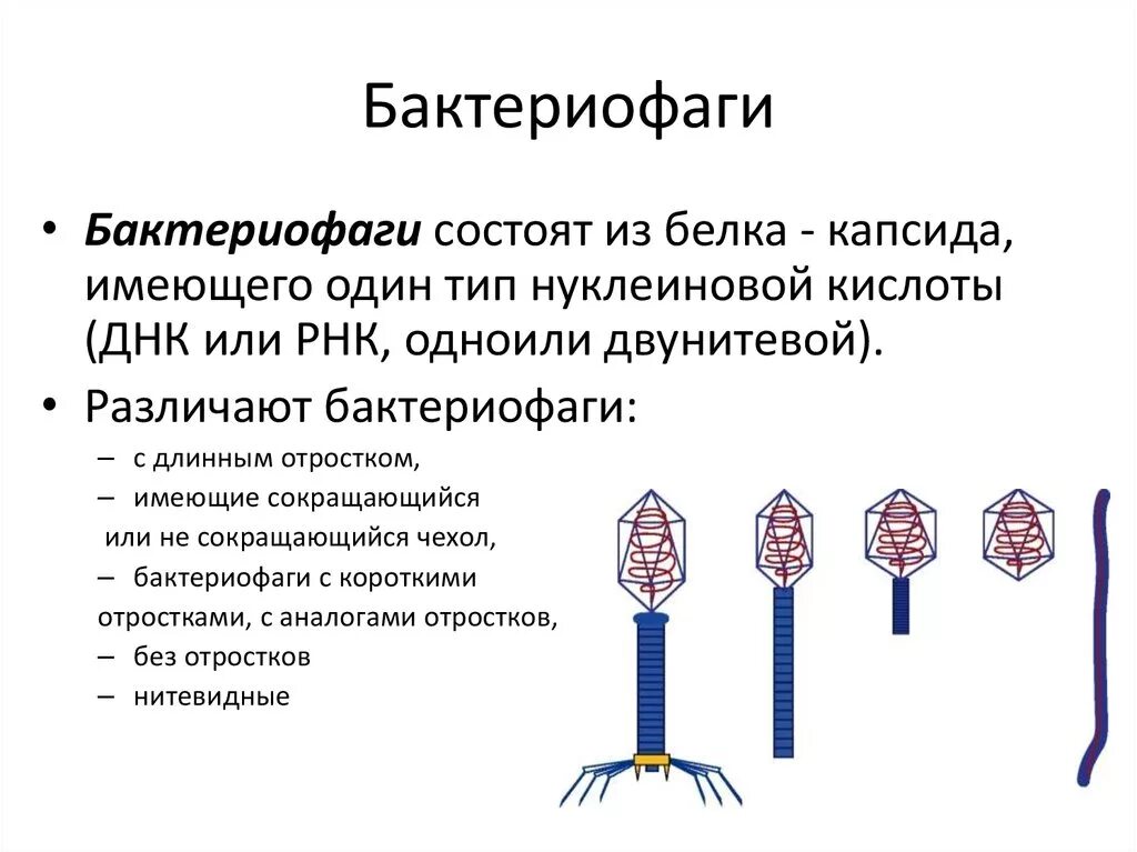 Вирусы состоят из нуклеиновой кислоты. Бактериофаги состоят из белка капсида. Строение бактериофага микробиология. Строение бактериофагов биология кратко. Фибриллы бактериофага функции.