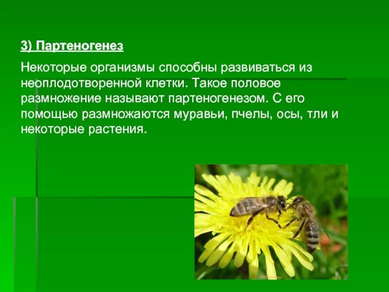 Партеногенез у растений. Партеногенез у растений примеры. Партеногенез у животных. Партеногенетическое размножение у растений.