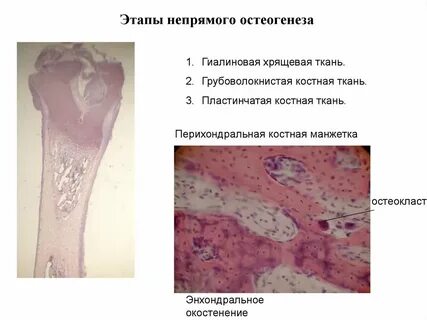Клетки костной и хрящевой ткани