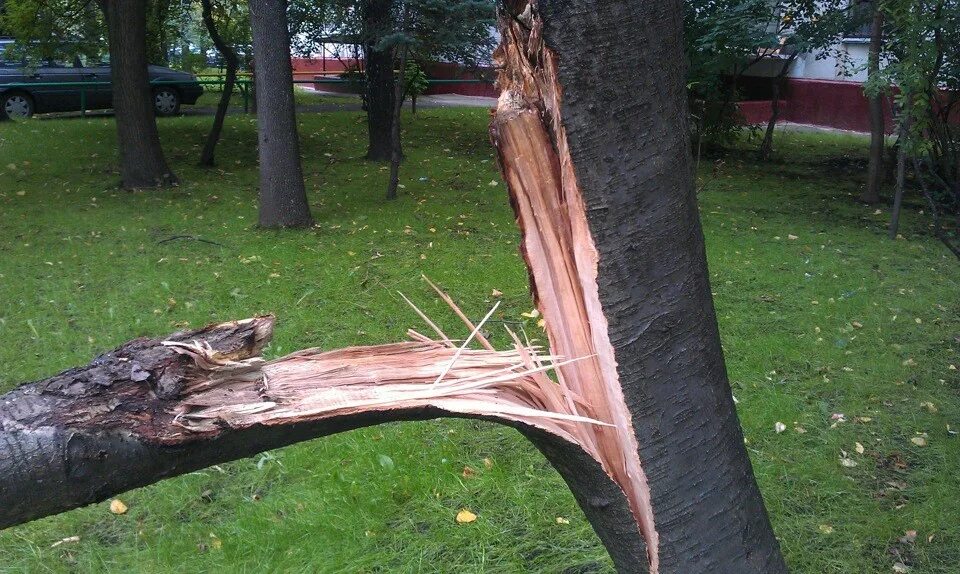 Расщепленное дерево. Дерева разбил. Слом дерева. Дерева разбил. Падающее дерево.