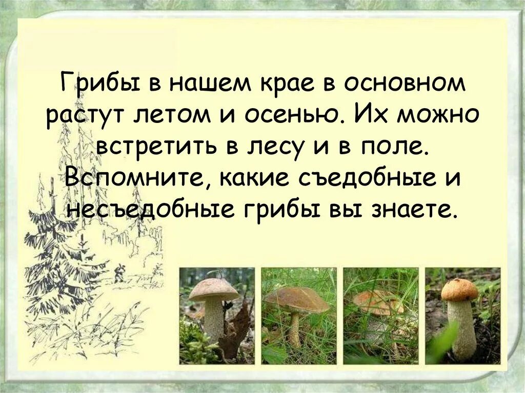 Схема летом в лесу приятно пахнет грибами. Какие грибы можно встретить в лесу. Какие грибы растут и в каких лесах. Рассказ о грибах. Грибы которые можно встретить в лесу.