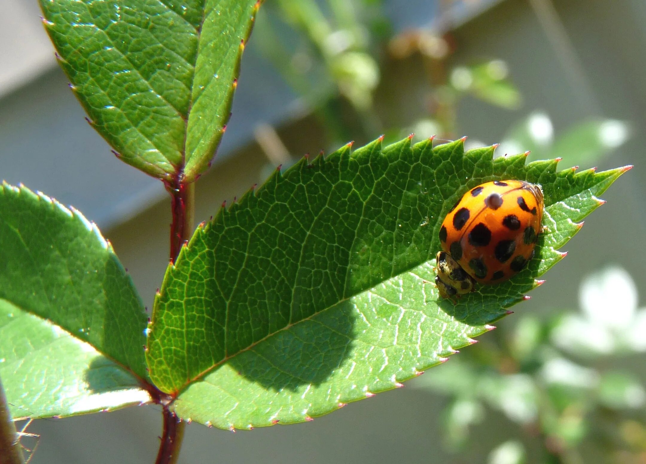 Божья коровка на листике. Ladybug beetle. Божья коровка листья растений. Божий лист. Оранжевые маленькие букашки.