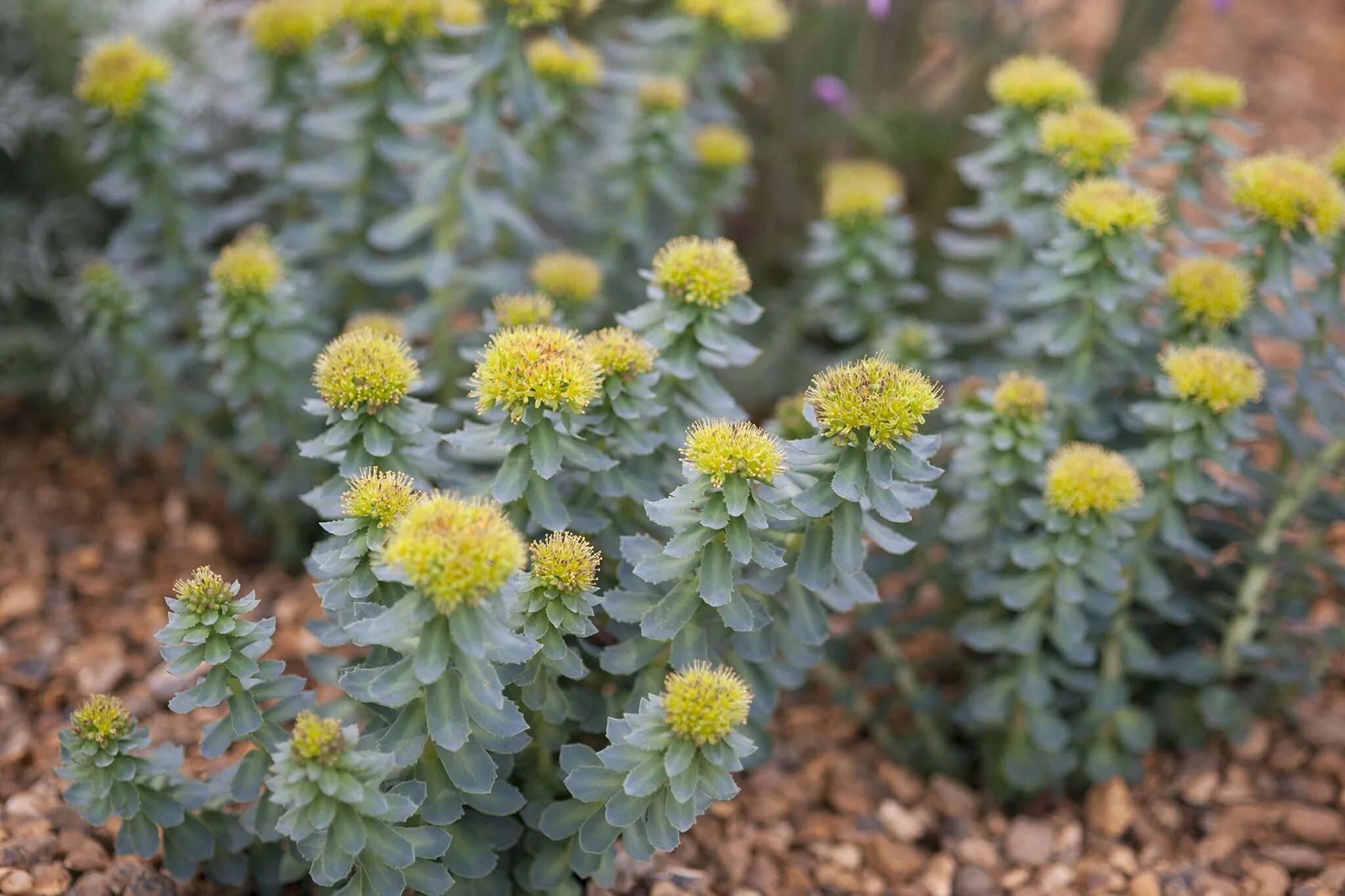 Rhodiola rosea. Родиола. Родиола розовая. Золотой корень родиола. Родиола Арктическая.