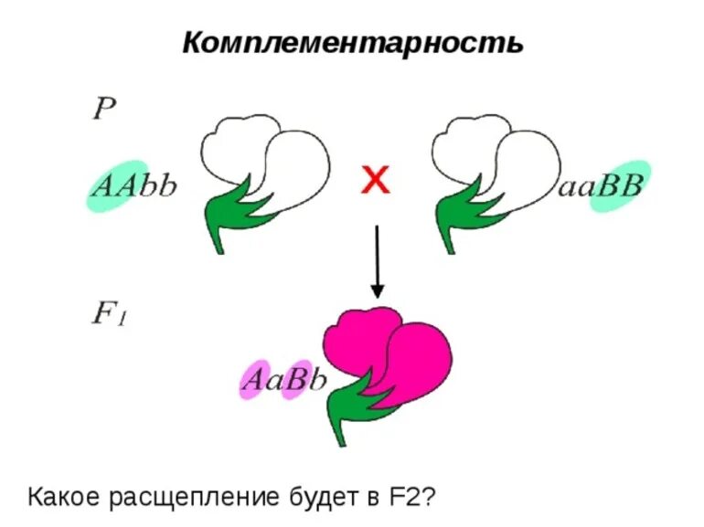 Комплементарный принцип. Комплементарность душистый горошек. комплементарность. комплементарность генетика примеры. принцип взаимодействия комплементарности.