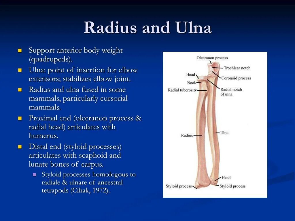 Radius script. Radius ulna анатомия. humerus radius ulna русс. локтевая кость (ulna). radial ulnar.